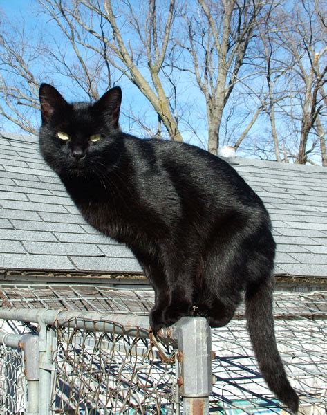 black cat wiki